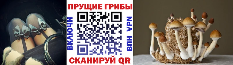 kraken ссылки  Чебоксары  Псилоцибиновые грибы Magic Shrooms 